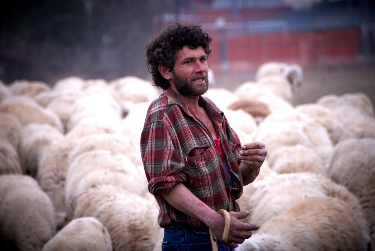 Reportage sulla dura vita di un pastore di pecore in Lombardia nel 2012